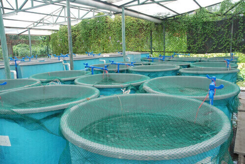 fish farming